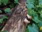 Narancssárga laskagomba (Phyllotopsis nidulans), Budai-hegység